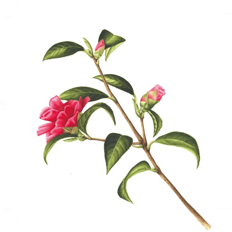 Camellia-Freedom-Bell